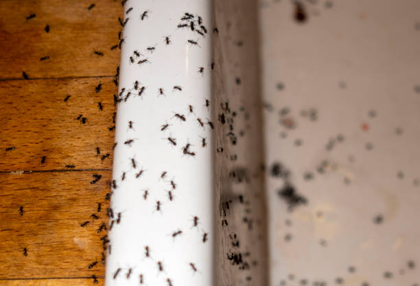 Moses Lake, WA Pest Control Company
